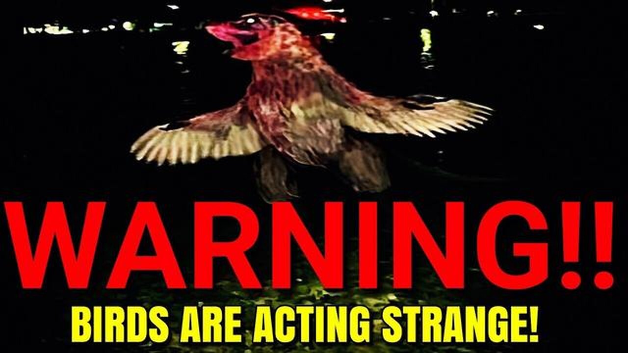 Disturbing Video About Birds That Has Me Very Puzzled