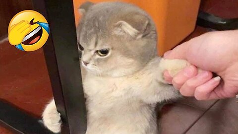 Nuevos clips de gatos y perros más divertidos de 2025 😻🐈Intenta no reírte 🤣 Parte 4