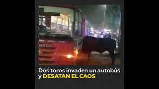 Toros desatan el pánico al irrumpir en un autobús en la India