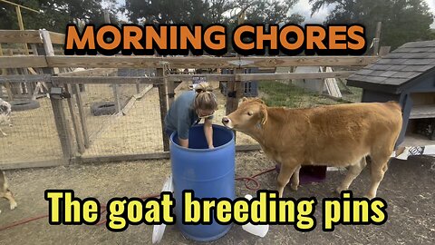 Goat breeding pins and ducks are just a small portion of our morning chores routine on the farm.