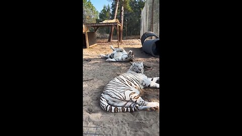 Large predatory cats relaxing after lunch!