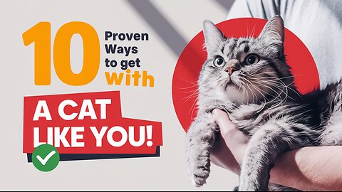 10 Proven Ways To Get A Cat Like You | Pets Guidelines