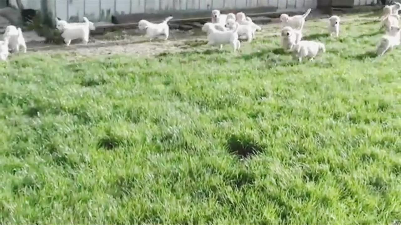 cute puppies on walking
