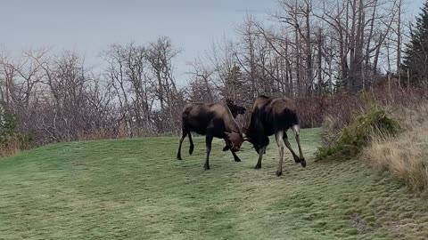 Bull Moose Sparring in Alaska