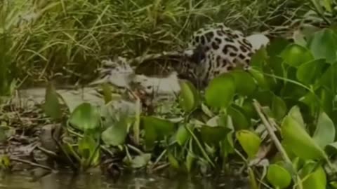 Tiger vs. Crocodile: A Wild Showdown 🔥