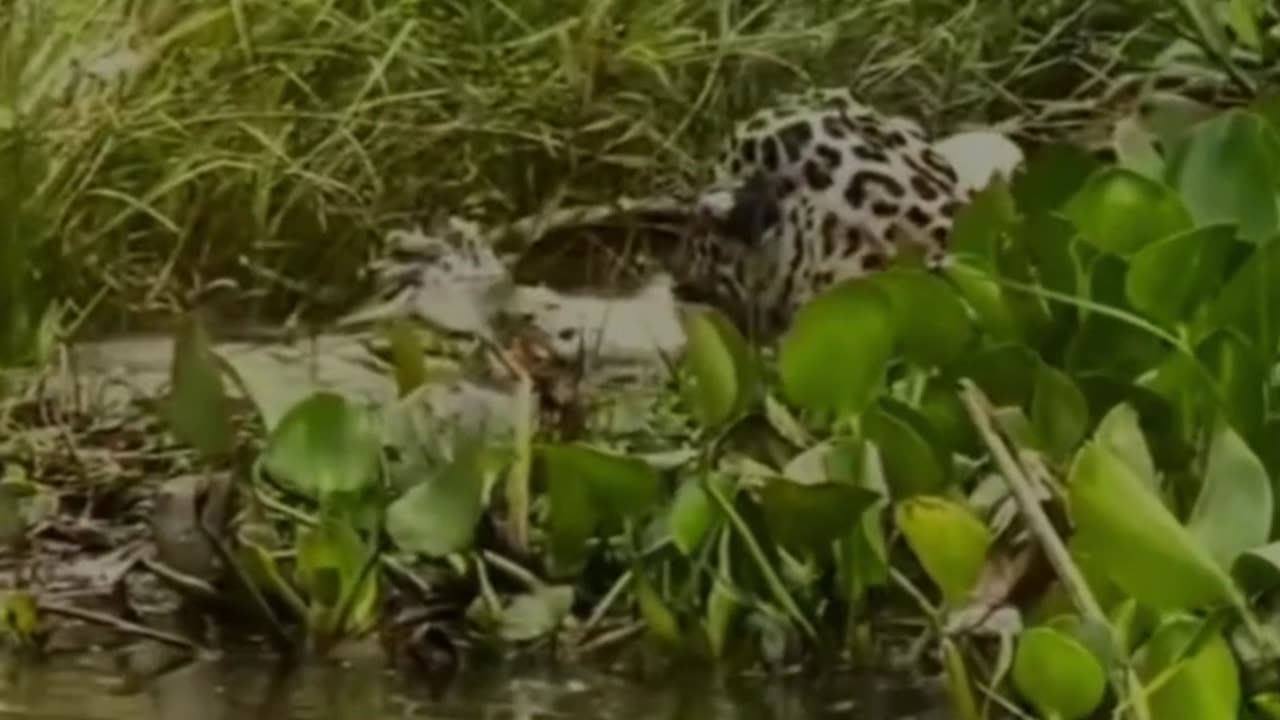 Tiger vs. Crocodile: A Wild Showdown 🔥