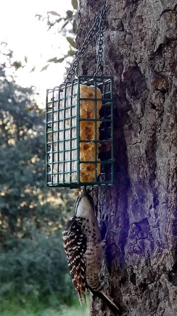 Nuttall's Woodpecker🐦Suppertime Suet Peck