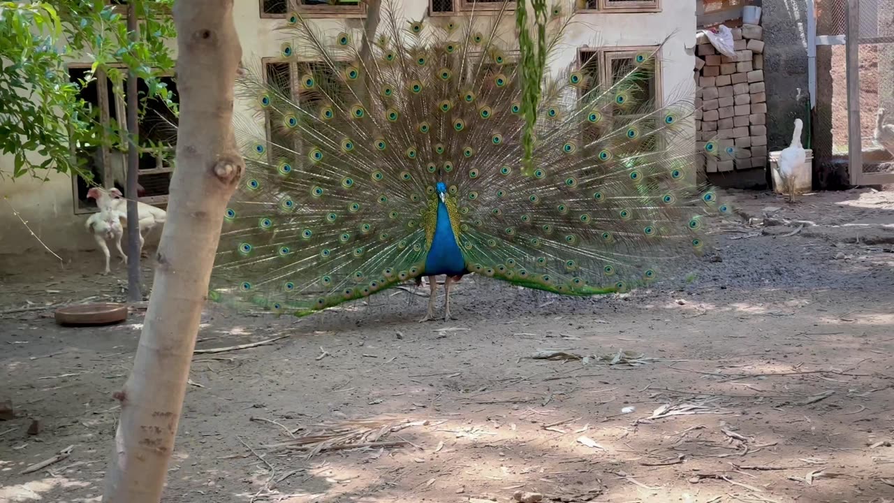 Peacock vlog aseel khan farm