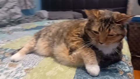 Adorable Cat's Perfect Nap & Cozy Petting Session