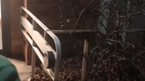 😱🐺 Is This a Real Werewolf Sighting in Ohio? | TheHauntingHour