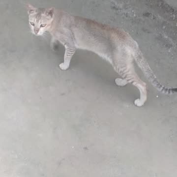 real cat is very funny sound #funny #entertainin #funnyanimals #memes #petvideos ypets