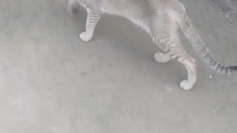 real cat is very funny sound #funny #entertainin #funnyanimals #memes #petvideos ypets