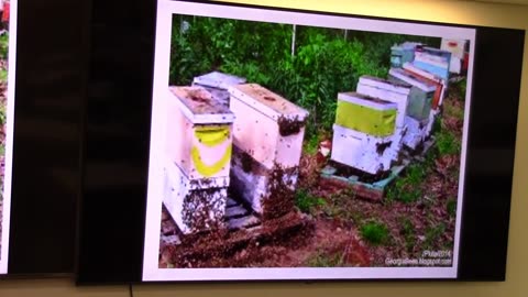Nuclear Hives and Packaged Bee