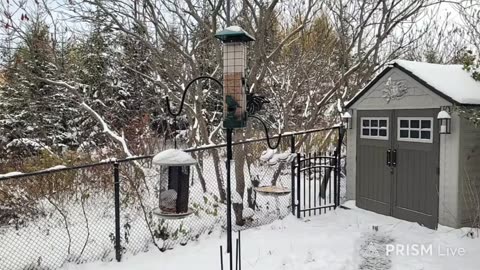 Live Bird Feeder - First Snow in Ontario - Bird Watching and Squirrels | Countryside Backyard