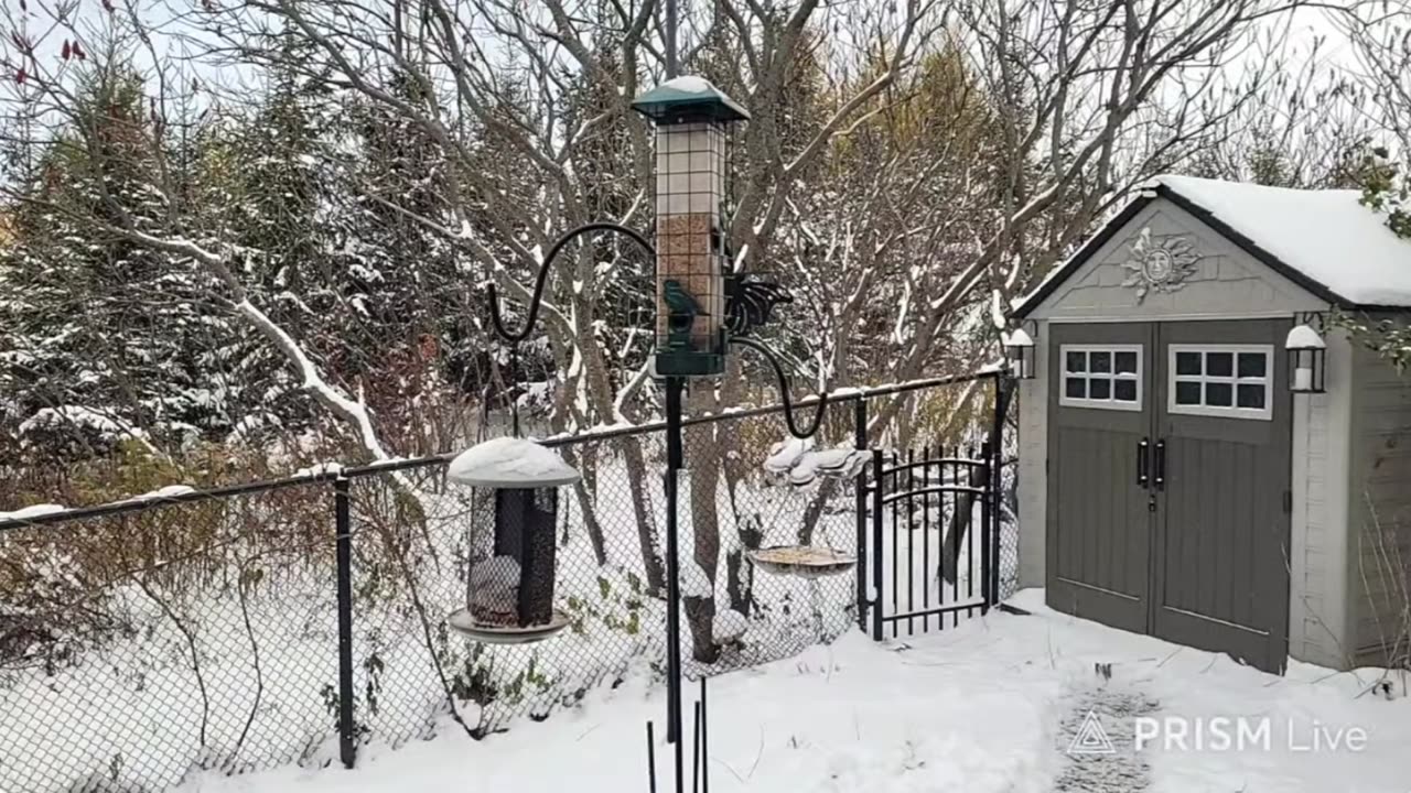 Live Bird Feeder - First Snow in Ontario - Bird Watching and Squirrels | Countryside Backyard