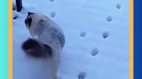 What do cats do when they first see snow
