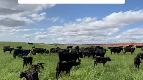 Want to chnage your Life? Start with what you eat. cartercountrymeats.com