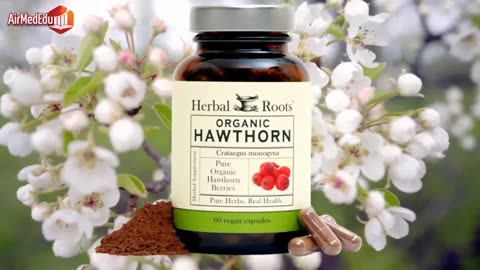 Hawthorn, Effect on the Cardiovascular, Nervous, Digestive, and Respiratory Systems