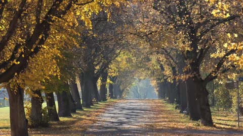 Christmas murder mystery