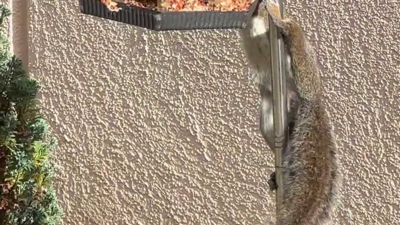 🤯🐿️ Squirrel's Shocking Surprise! | FunFM