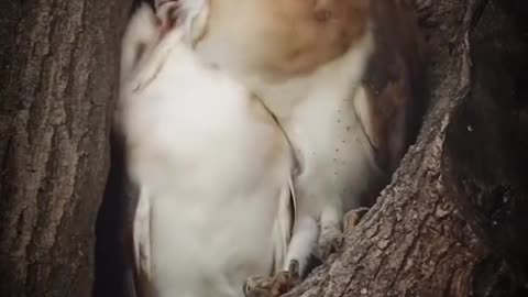 Owls loving