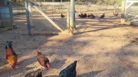Working the Raised Bed Garden and cleaning the Chicken Pens
