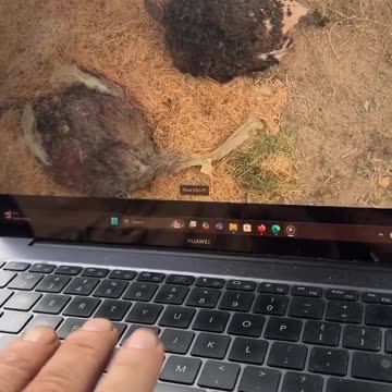 Animal Cruelty Under CFIA Watch: Ostriches Near Death