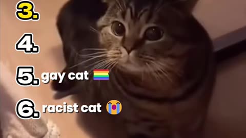 ranking cats talking funny moments 😄