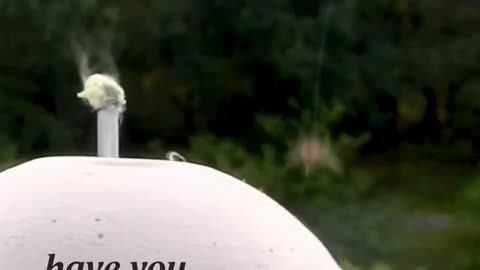 🤯✨ How Do Spiders Travel Across Cities? Amazing Ballooning Trick! | FeedMyCuriosity