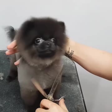 So damn positive dogs!🥰