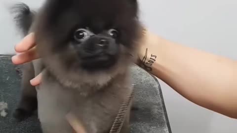 So damn positive dogs!🥰