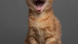 How does a cat grow in 11 months? ☺️