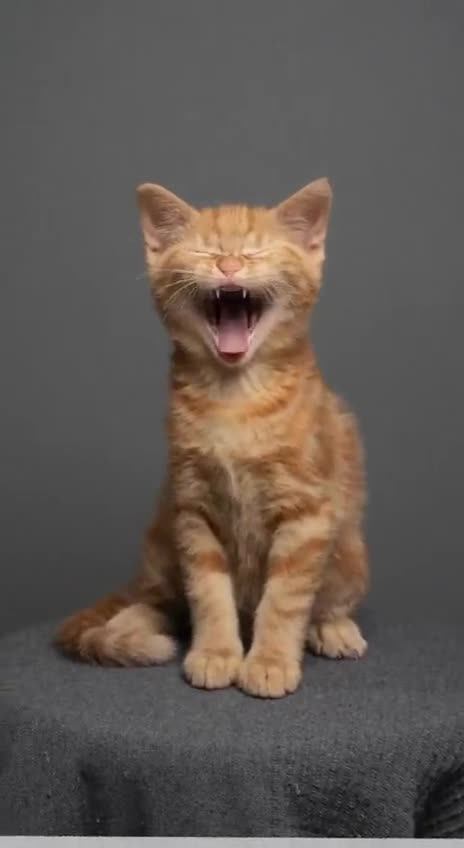 How does a cat grow in 11 months? ☺️