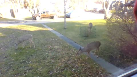 Deer Mamma relaxes while the kids forage for munchies.