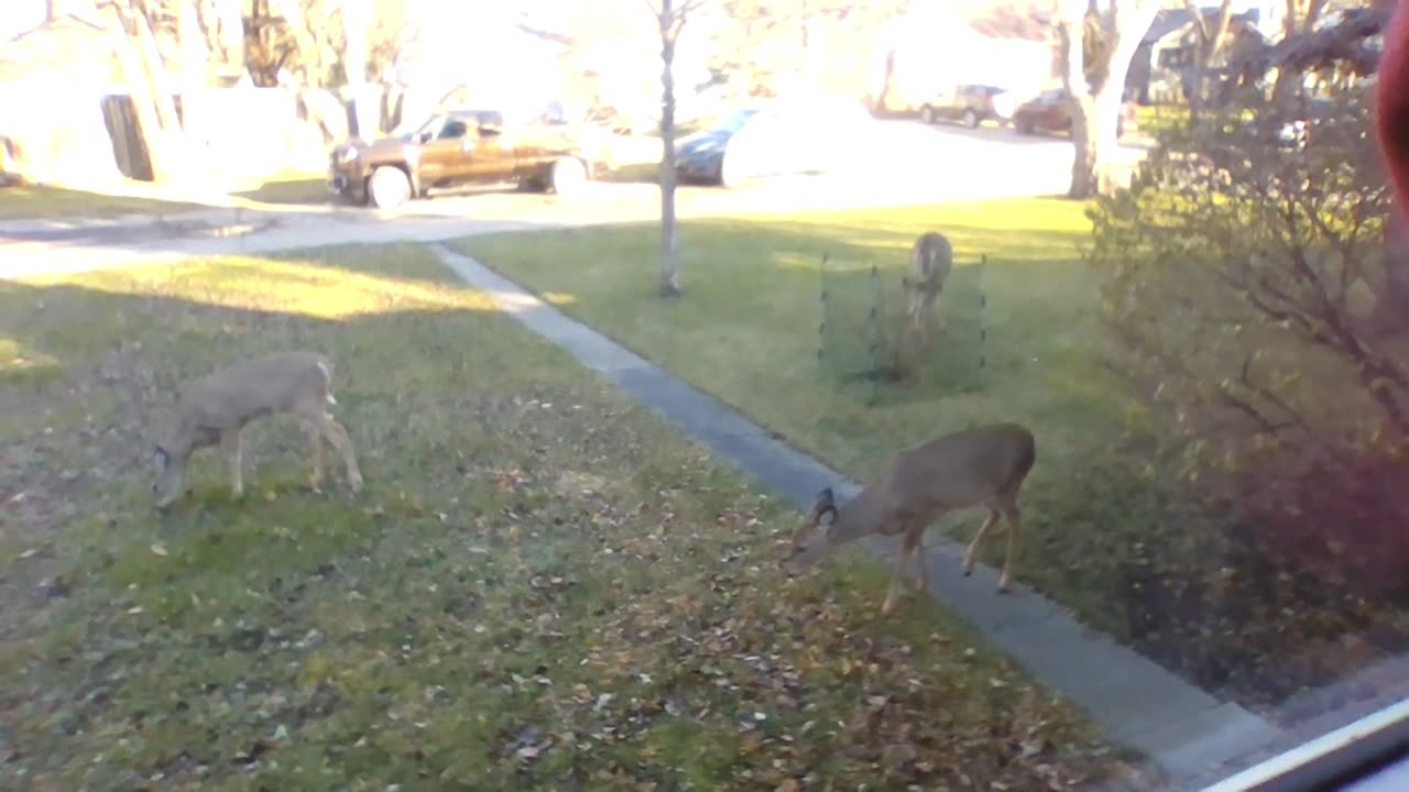 Deer Mamma relaxes while the kids forage for munchies.