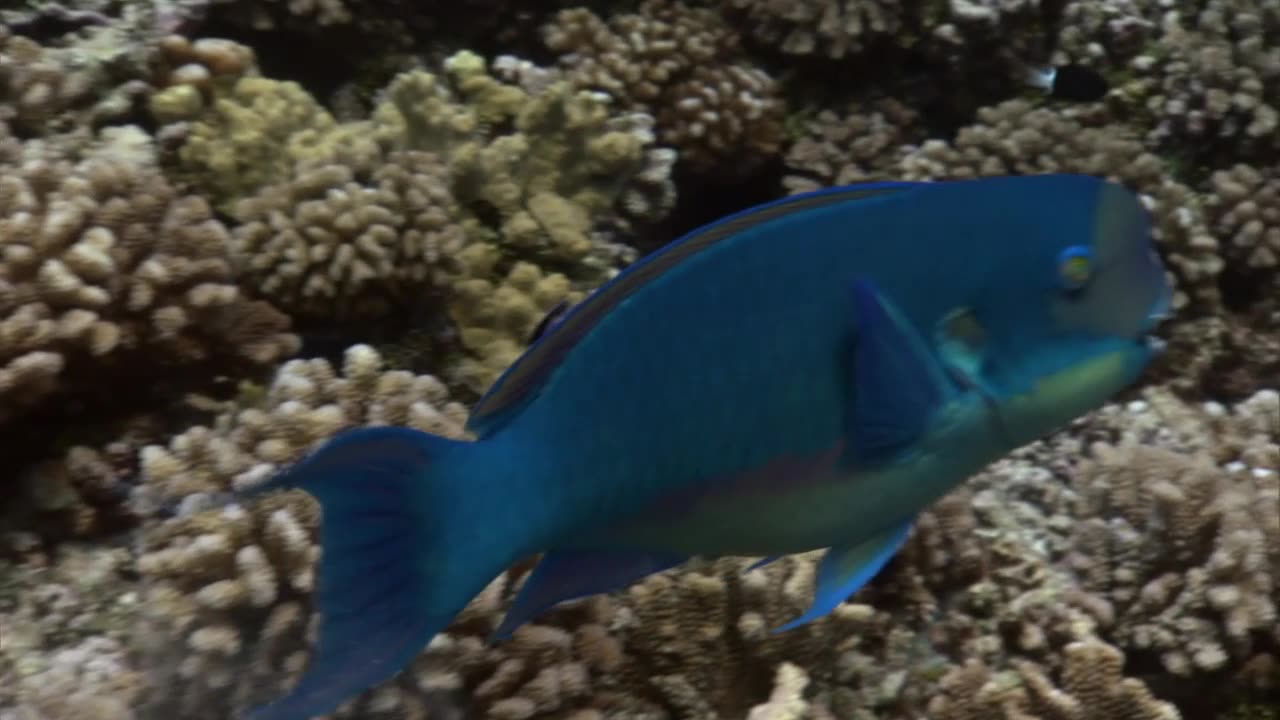 Juzny Pacifik-4 Ocean sopiek