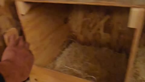 Chicken nesting box made from scraps