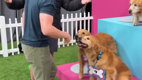 Find your dog, win $10,000