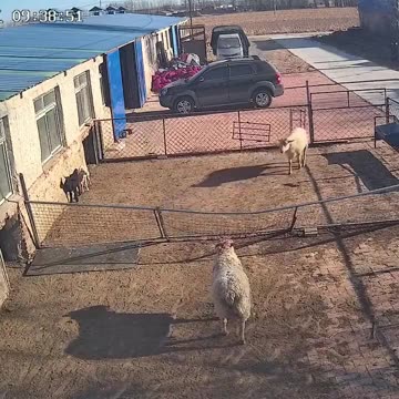 Two sheep start butting heads, but one of them tricks the other in a brilliant way.