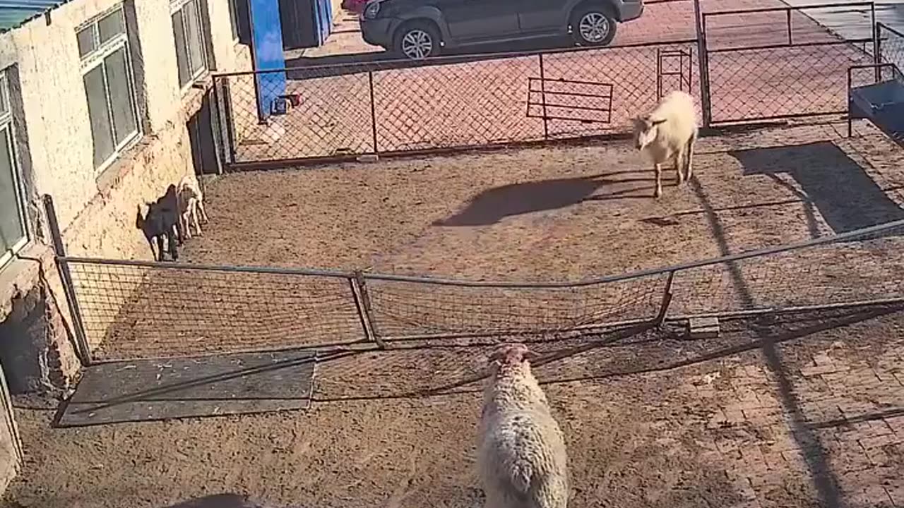 Two sheep start butting heads, but one of them tricks the other in a brilliant way.