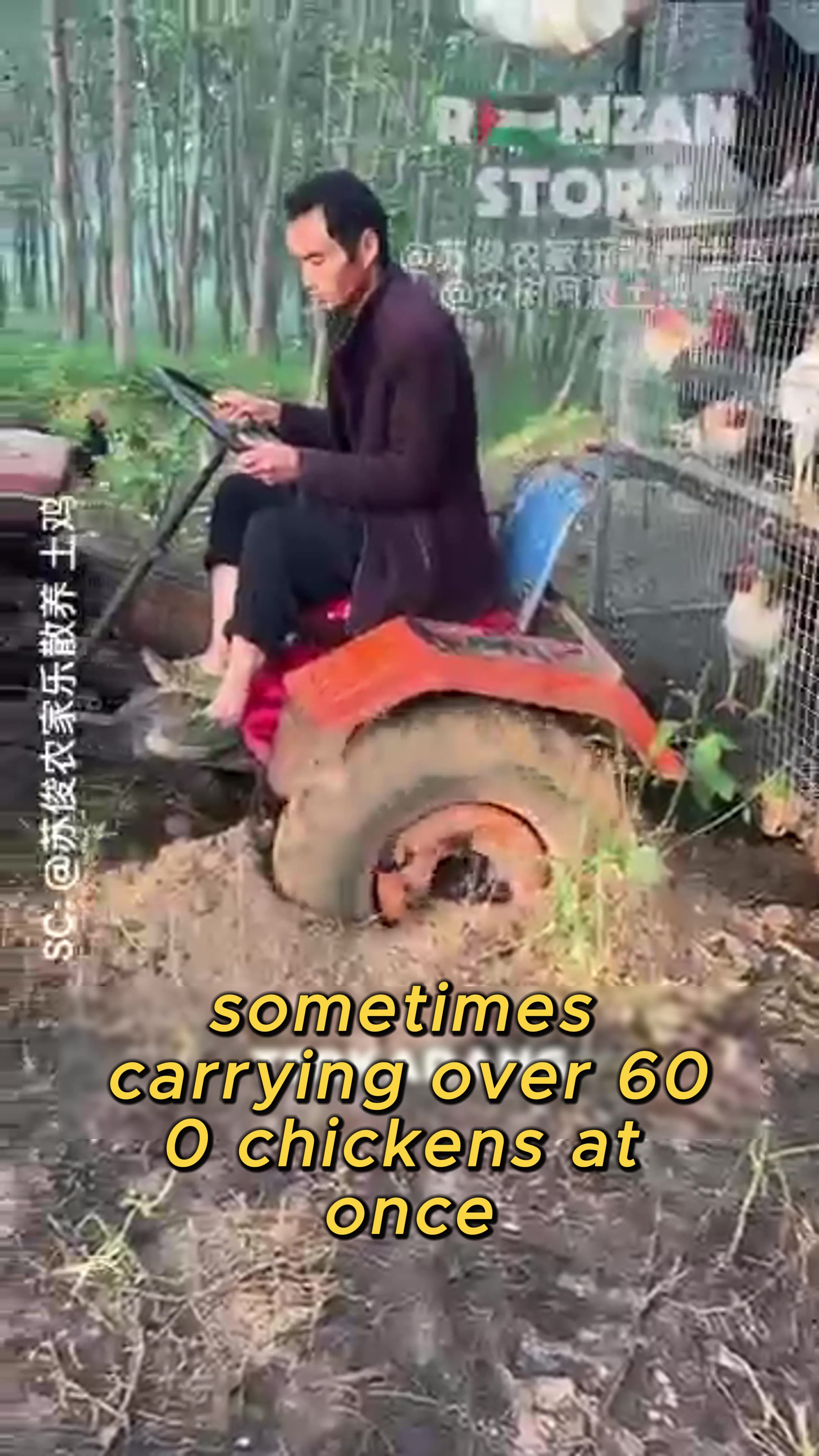 600 Chickens on a Road Trip