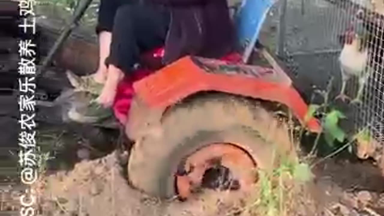 600 Chickens on a Road Trip