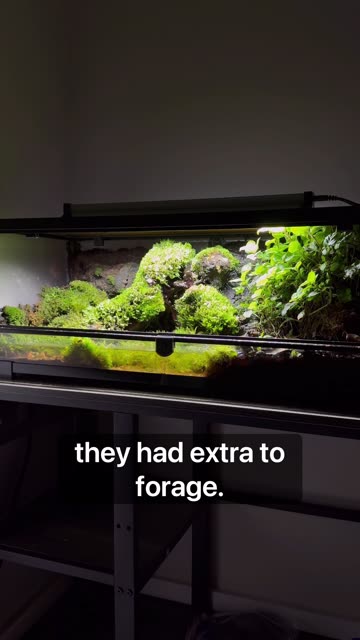 Surprise Discovery In My Terrarium!