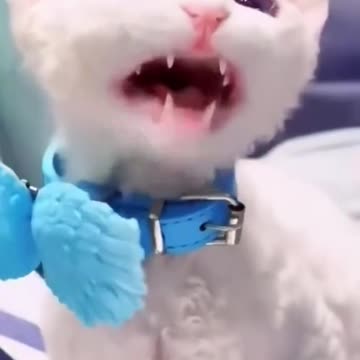 Adorable Cat Compilation: Pure Cuteness Overload!