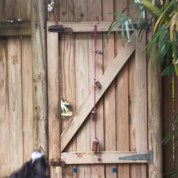 15.10.2025 Kill ya Dog (again)