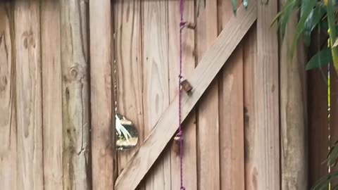 15.10.2025 Kill ya Dog (again)