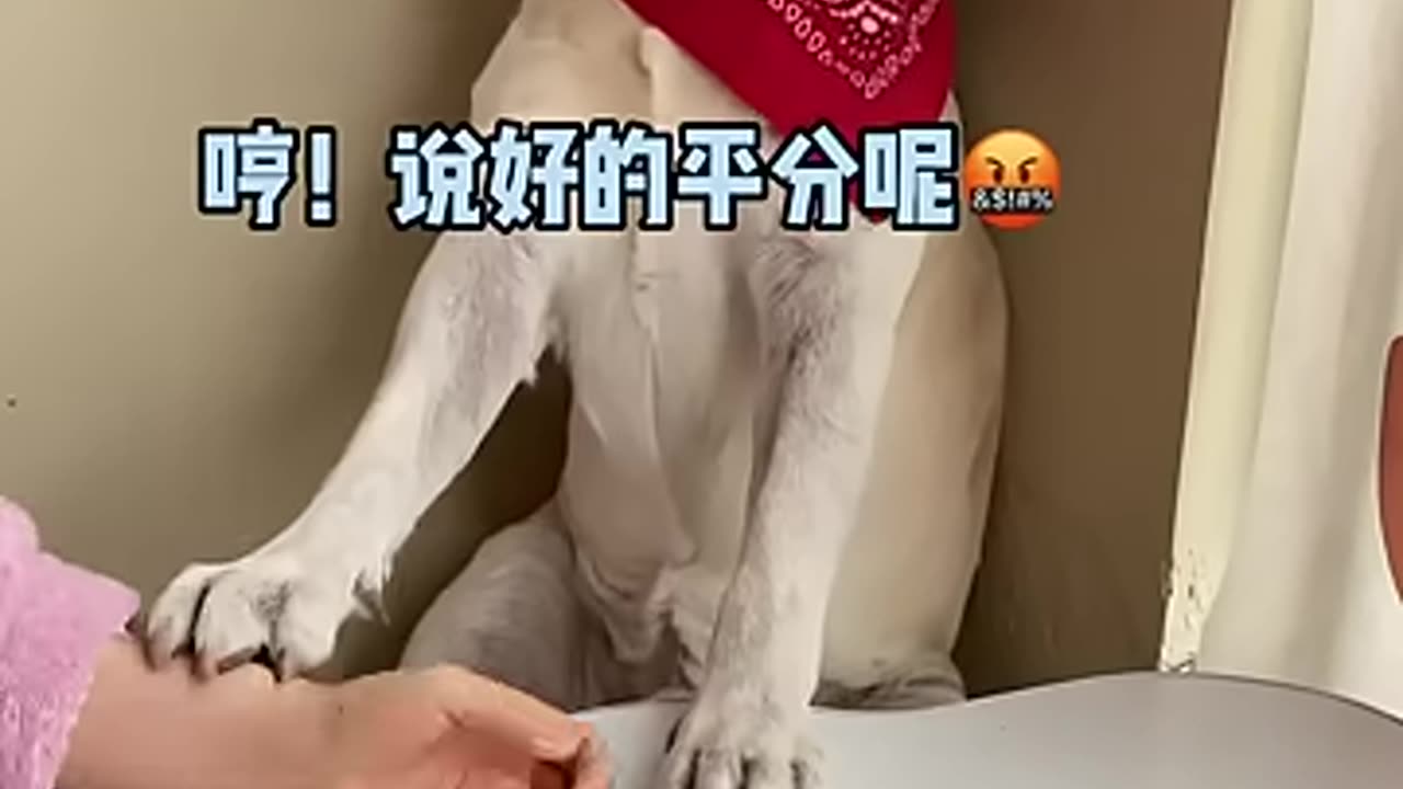 It turns out that dogs also love to care about every detail...