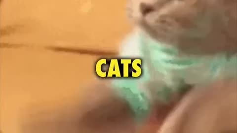 Are Cats Reptiles? (Slit Eyes)