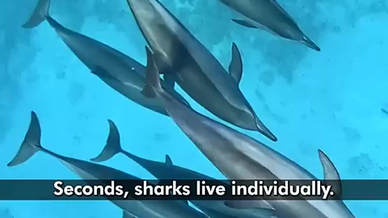 Breaking: Why are Sharks Afraid of Dolphins?