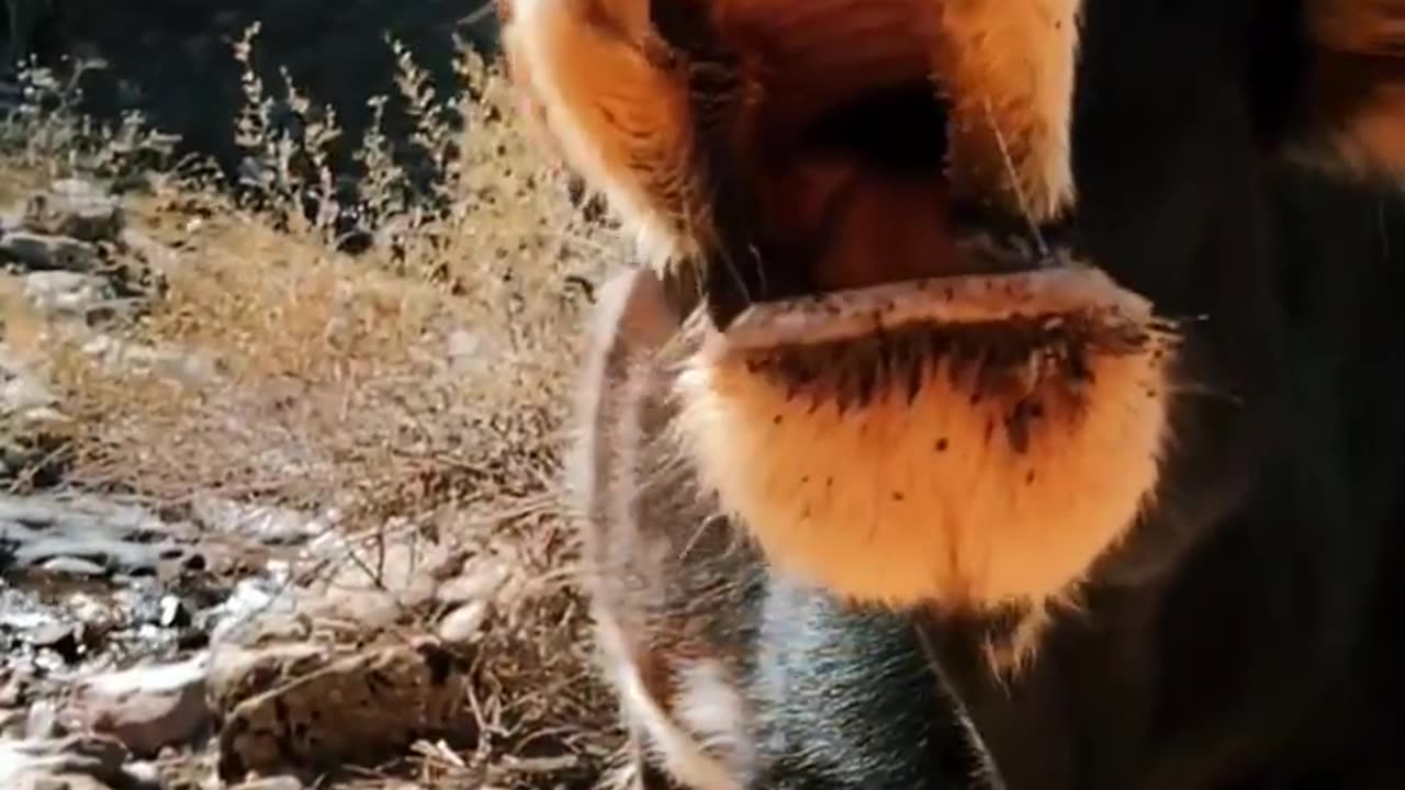 paradise animal sound